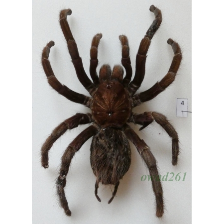 Spider ex. ovo +130mm4
